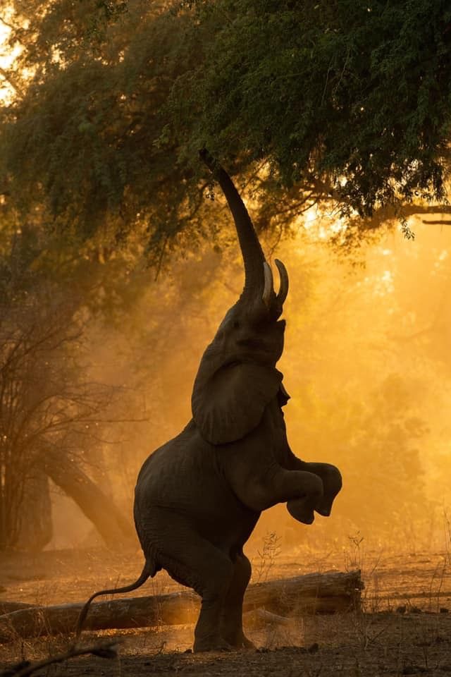Mana Pools