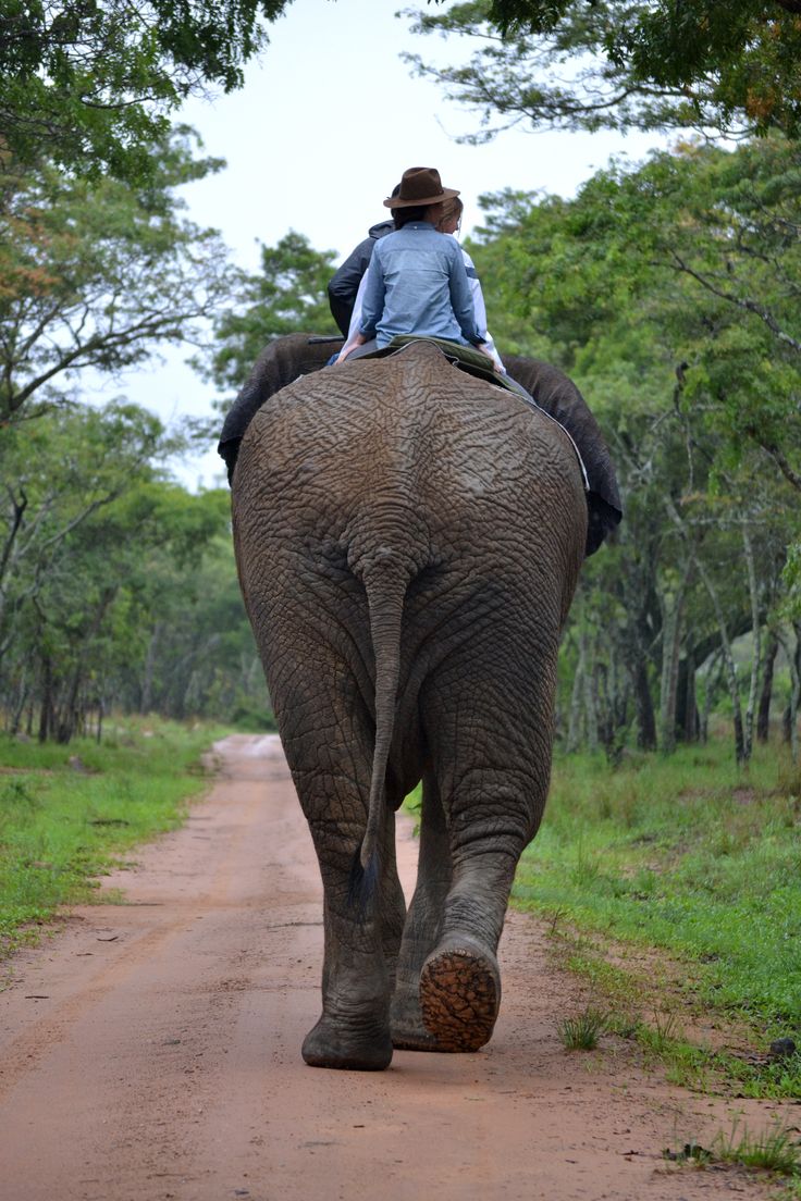 Walking with giants
